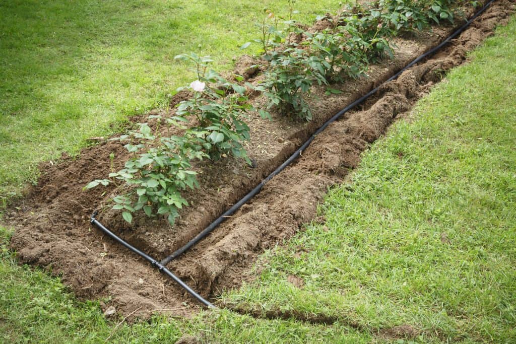 A black soaker hose provides water to a growing garden
