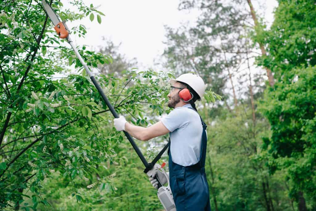 A man cuts shrubs with a pole saw