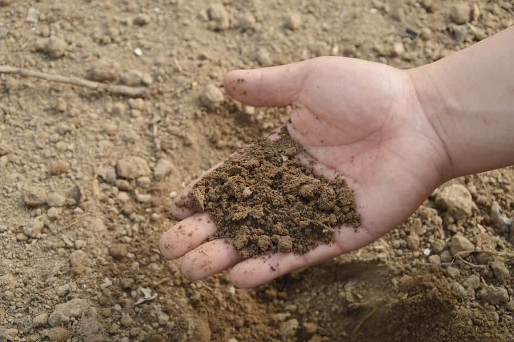 Person checking the soil quality