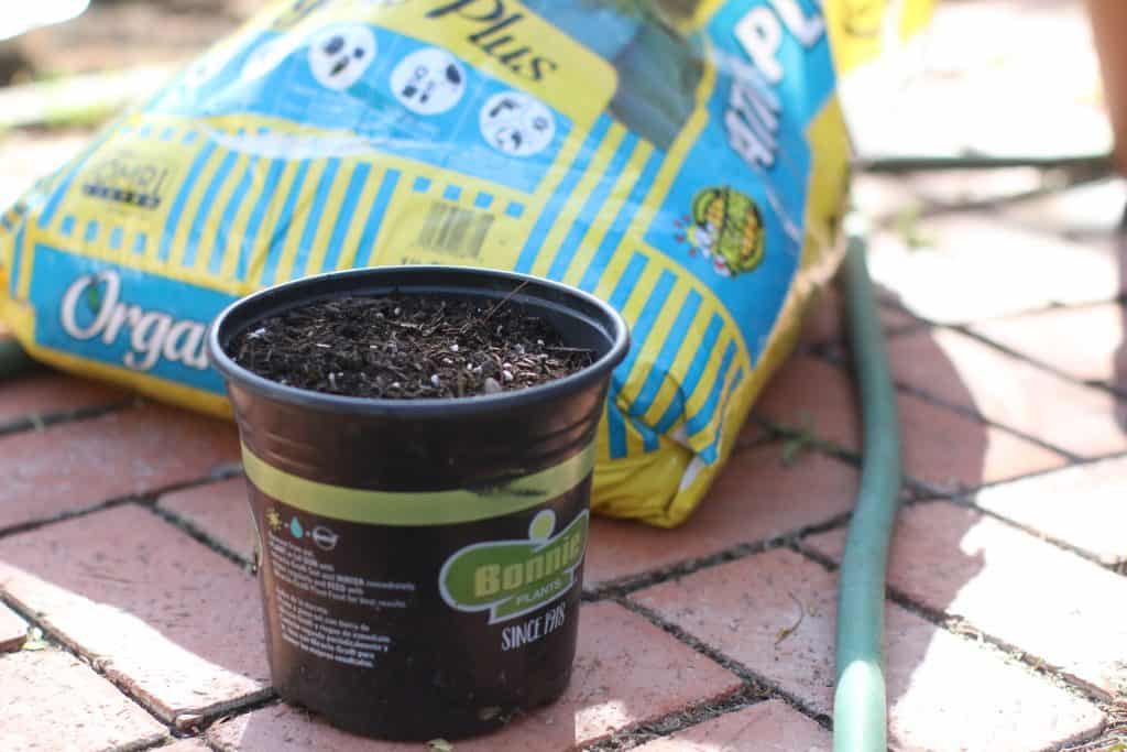 A container filled with potting soil