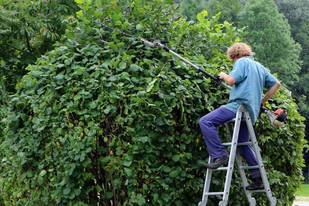 Person using a manual hedge trimmer