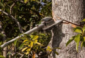 A silver gas-powered pole saw is cutting a part of a tall tree near the green leaves