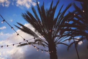 Colorful string lights near a tall palm tree overlooking the blue sky